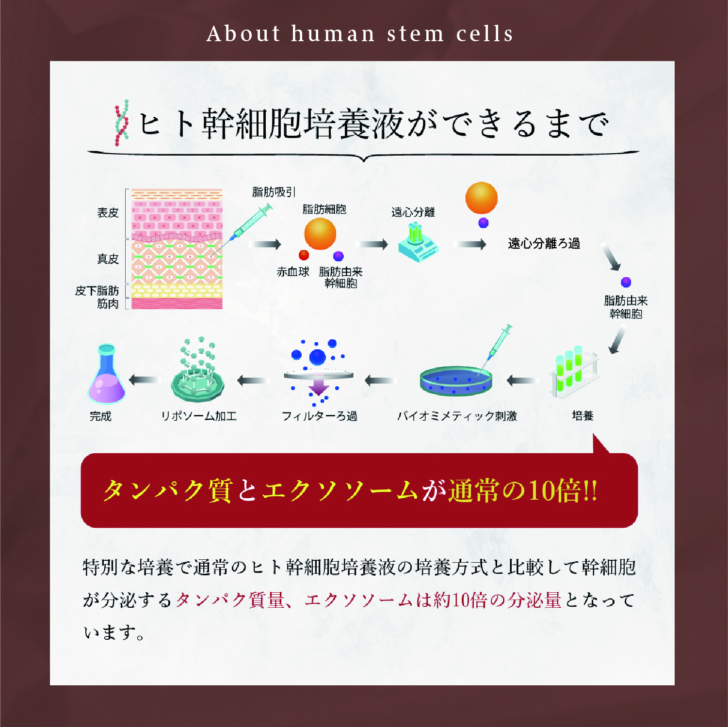 ヒト幹細胞について